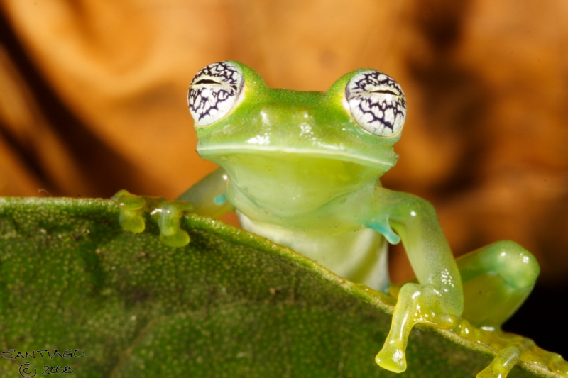 pretty-eyed-glass-frog-AmazonEcua